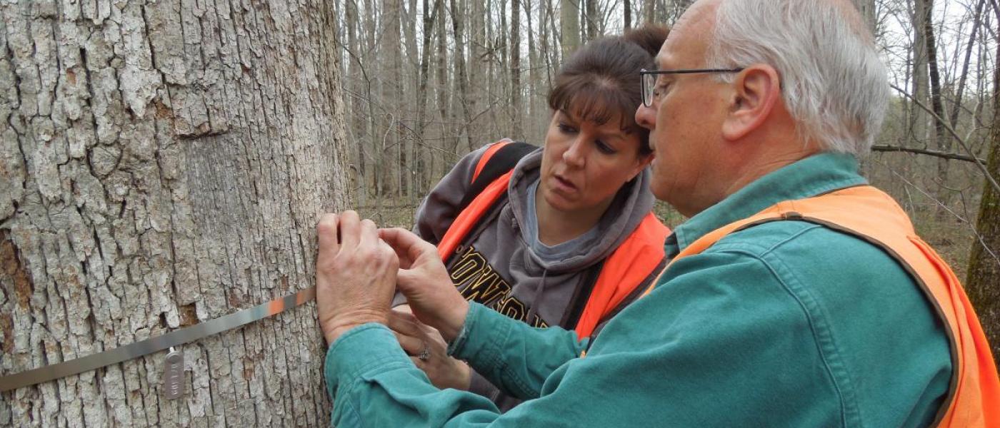 Dr. Jess Parker teaching citizen scientists volunteer how to measure tree circumference