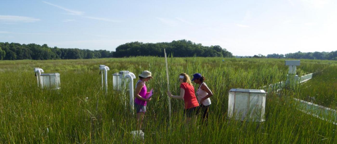 Citizen scientists measuring plants at GCREW site