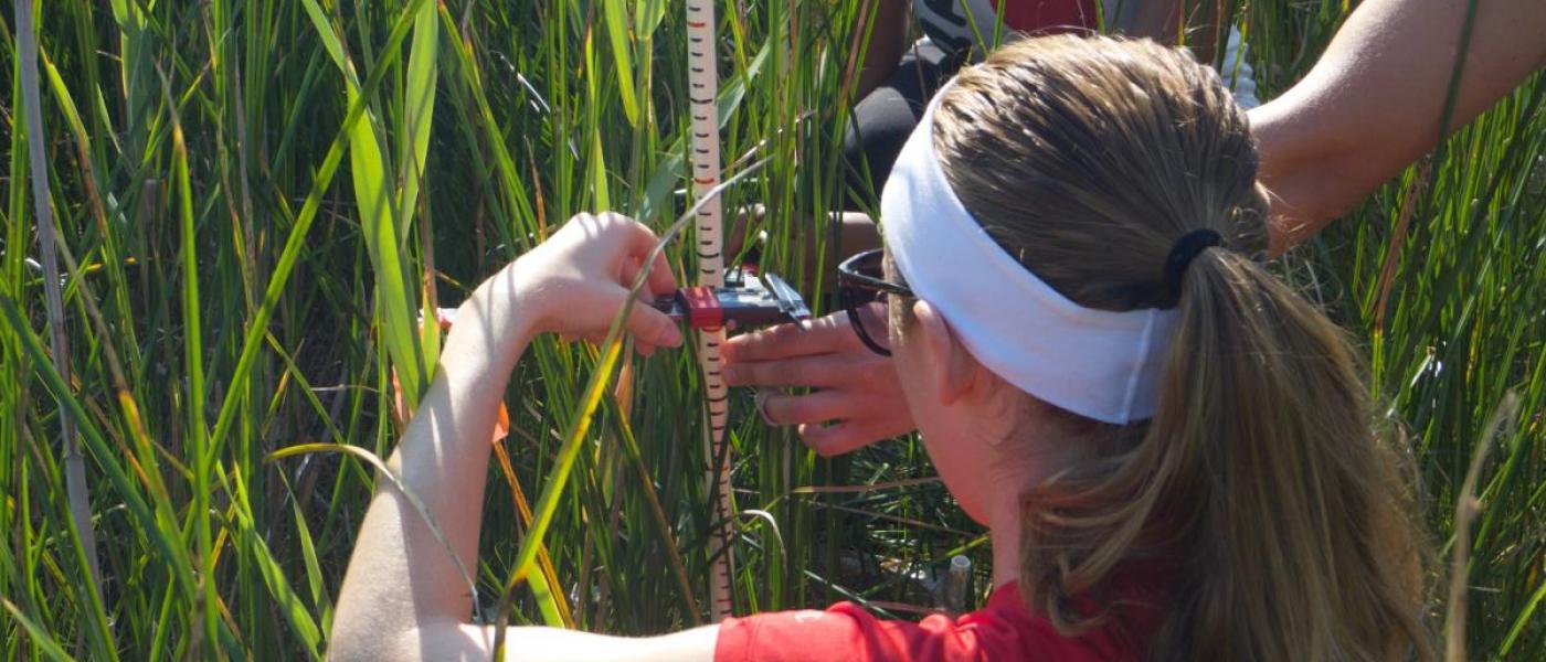 Citizen scientists collecting plant data