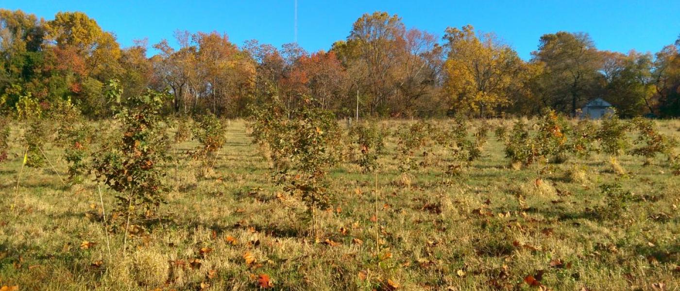 BiodiversiTree plots at SERC