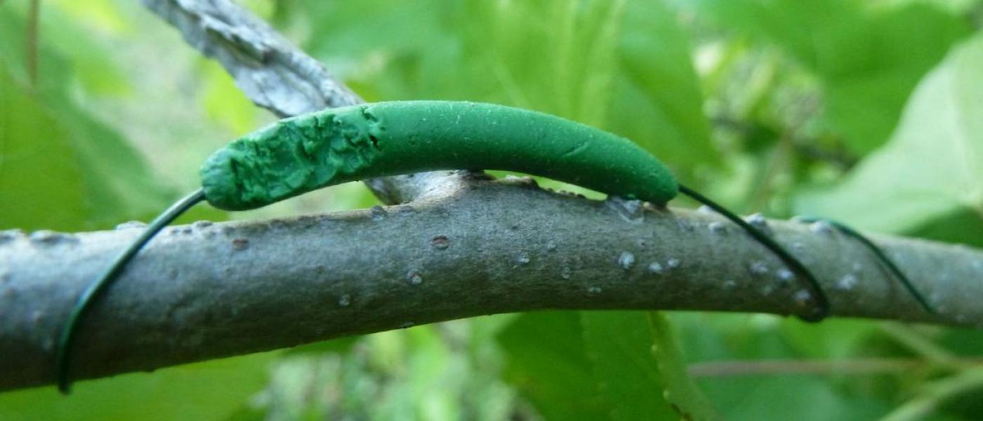 clay caterpillar with gnaw marks