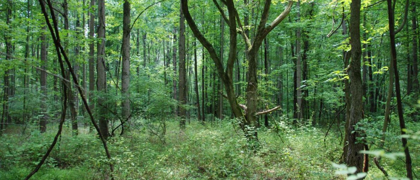 A mid-successional forest at SERC