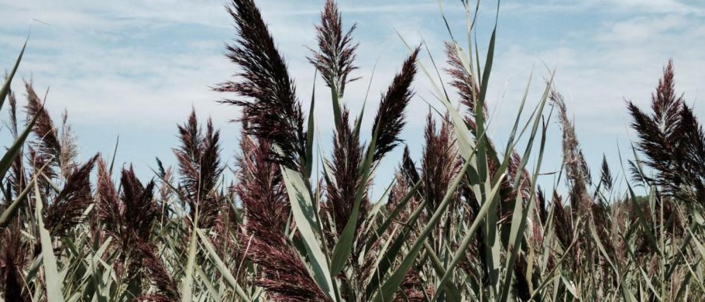 Phragmites australis in a marsh