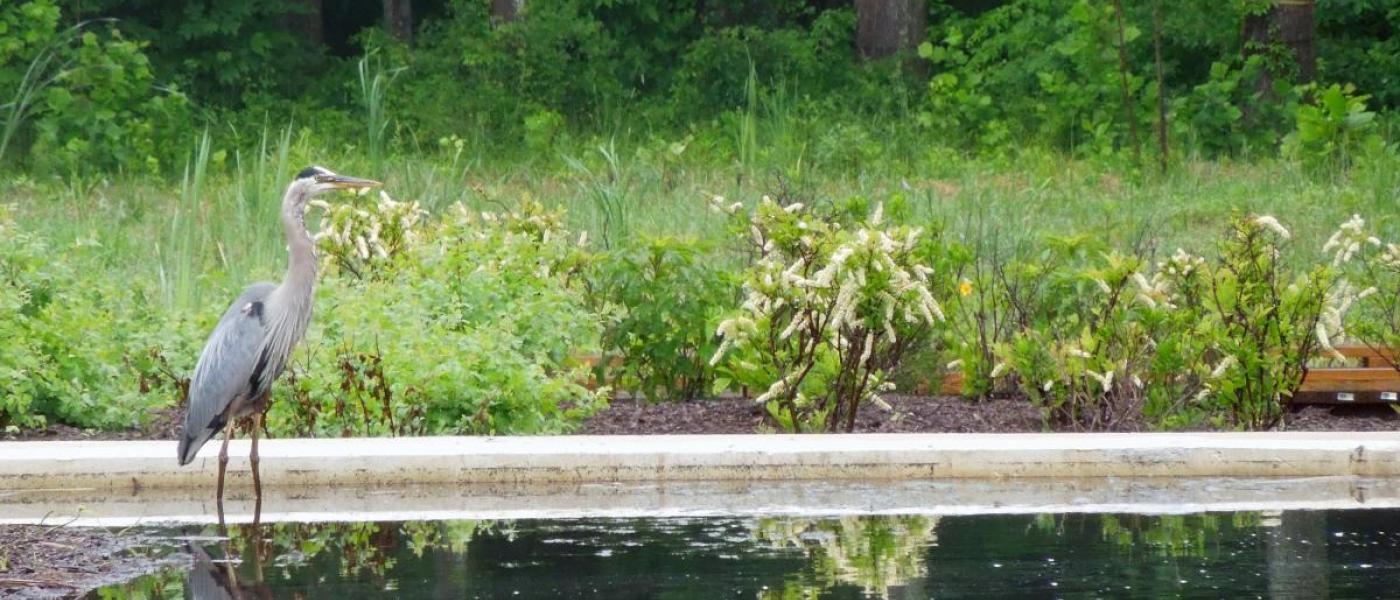 blue heron standing in wetland pool