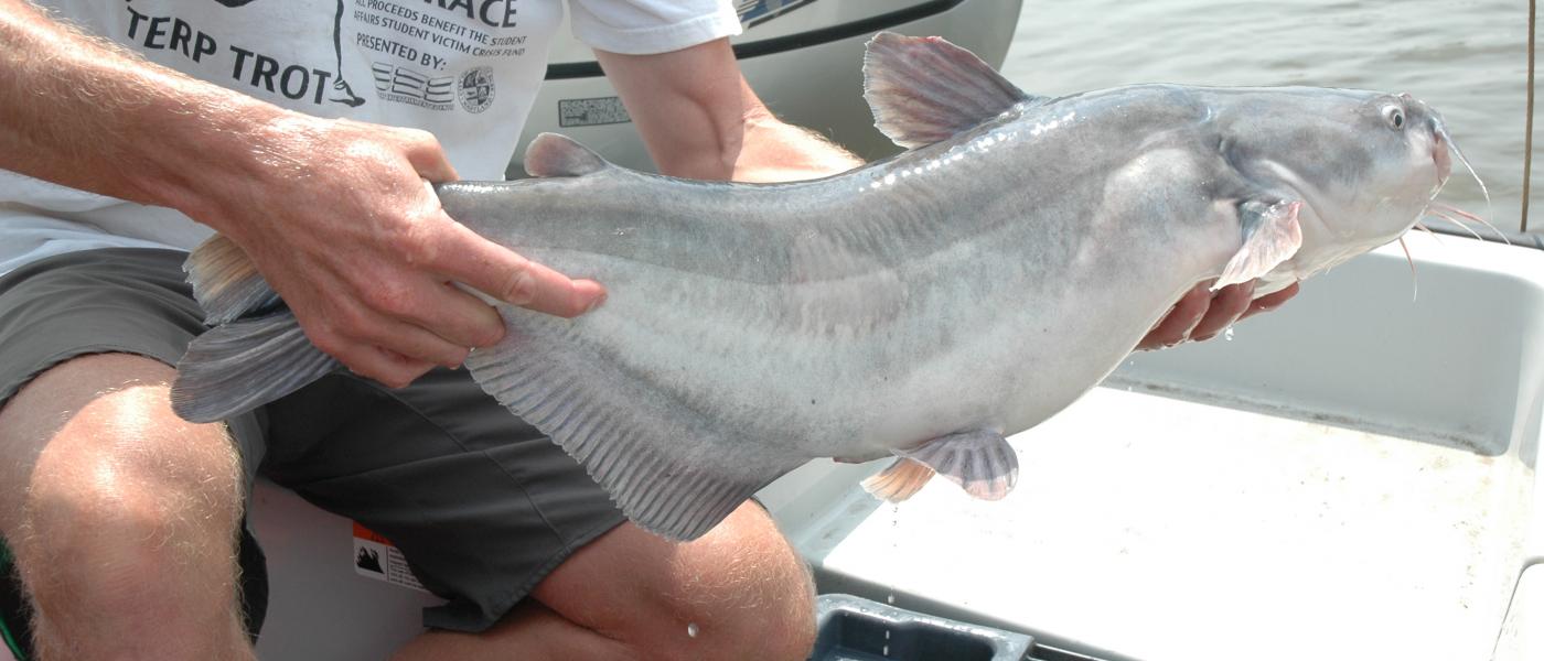 Blue catfish