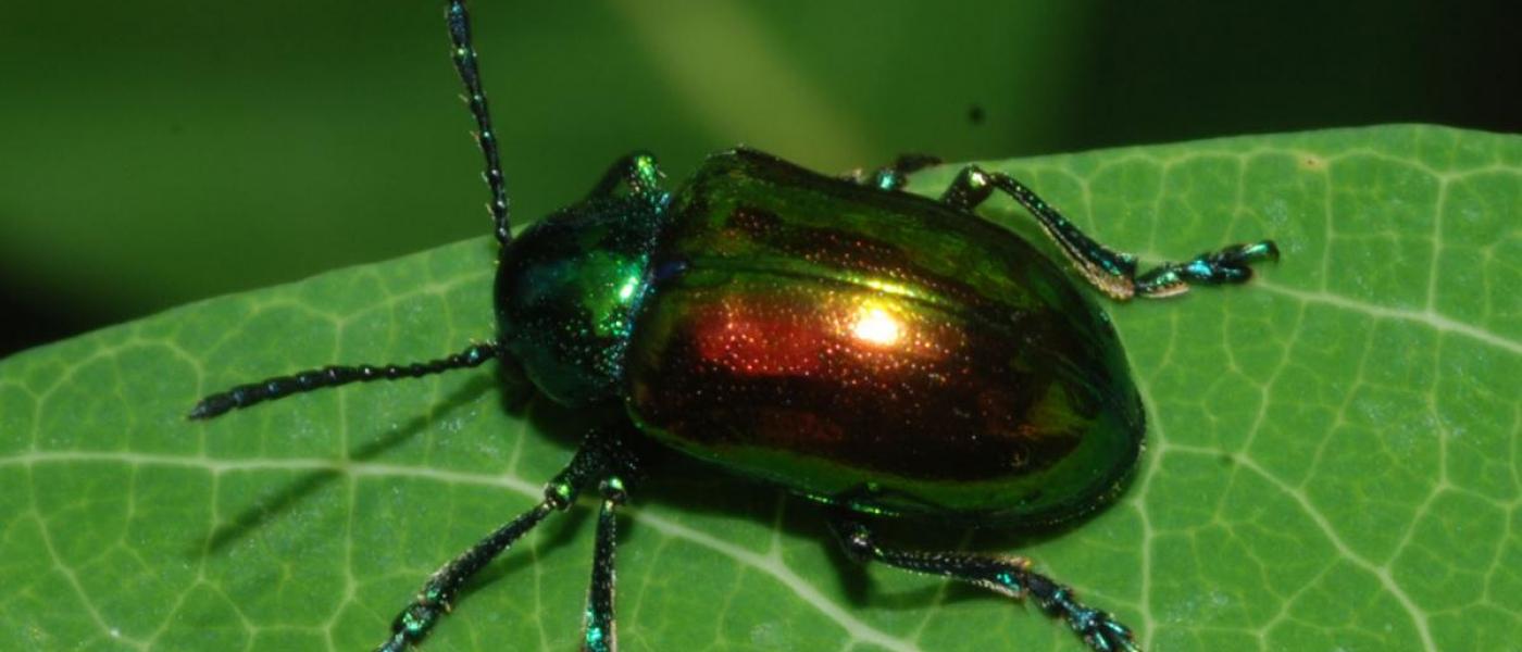 Dogbane beetle