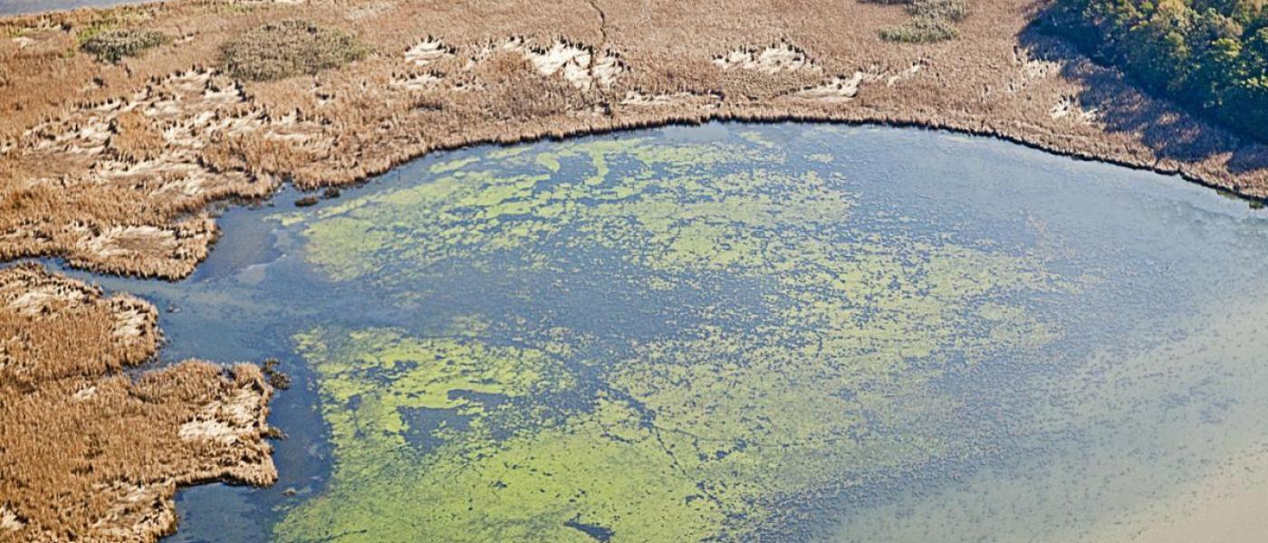 phytoplankton bloom in a small bay