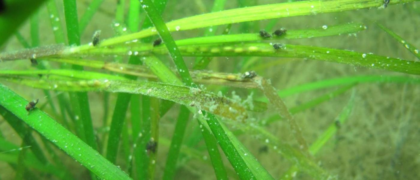 seagrass