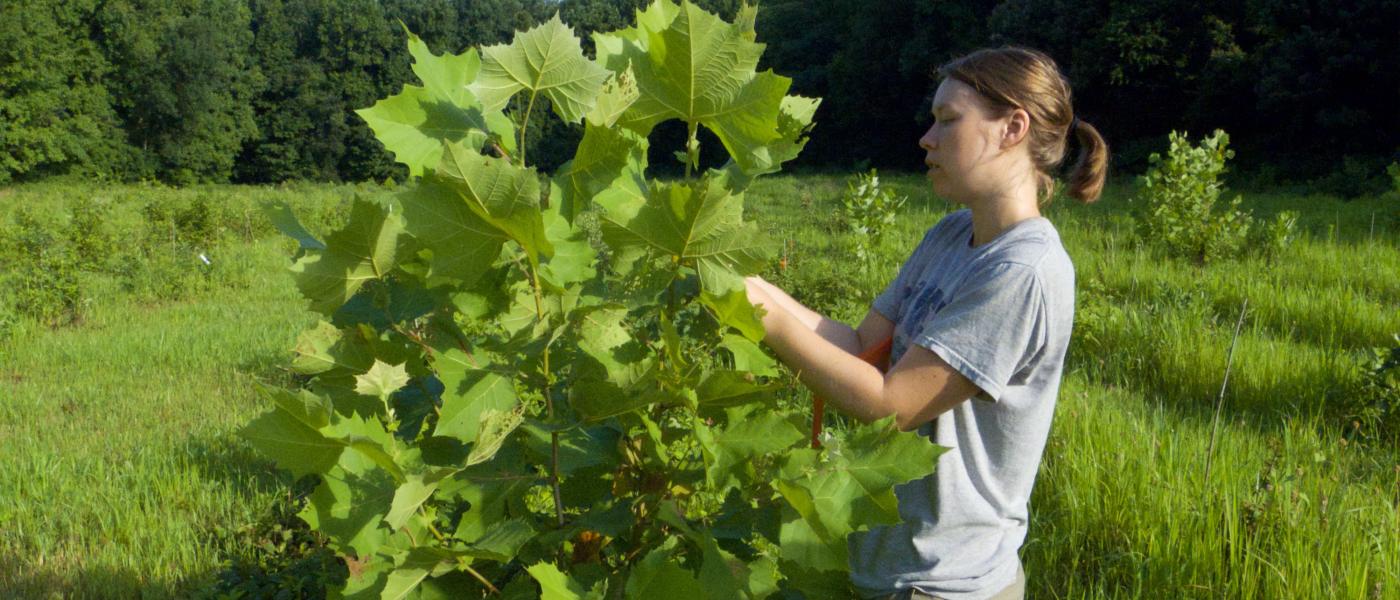 Scientist with tree seedling in forest plot