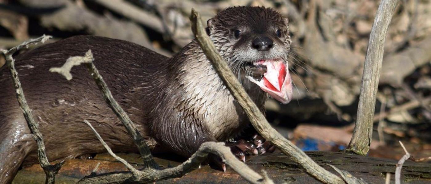 North American river otter