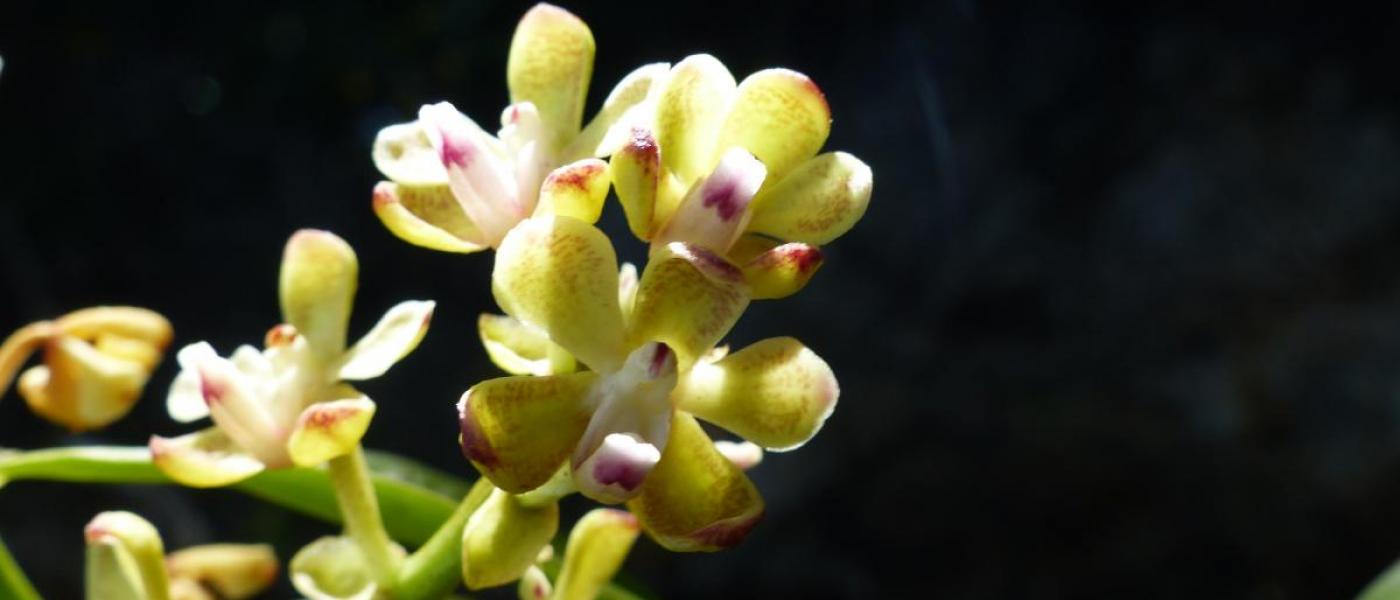 flowers of Sarcanthopsis warocqueana