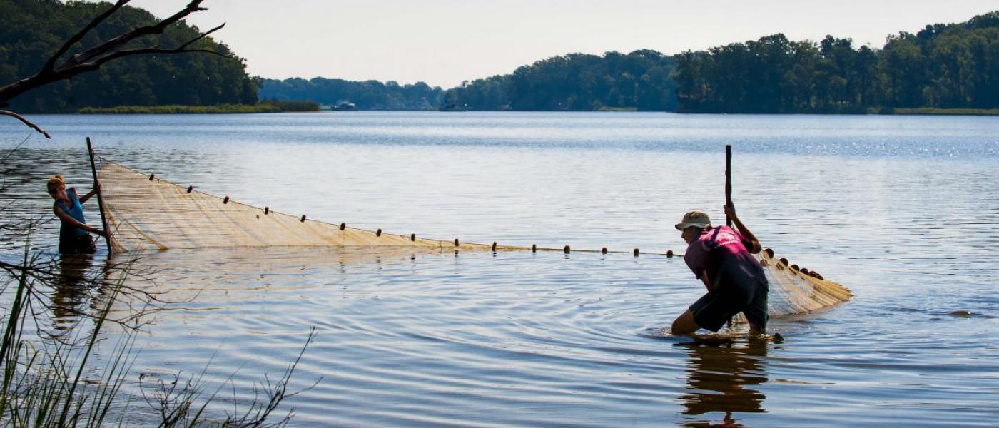 SERC staff seining the Rhode River