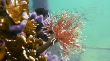 Sabellid tube worm in Bocas del Toro, Panama