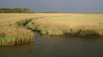 tidal marsh in Georgia