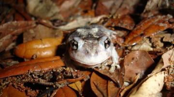 frog in leaf litter