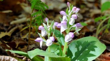 North American Orchid Conservation Center