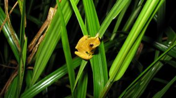 frog on vegetation in a swamp in Costa Rica