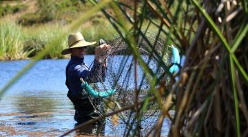 Justin checking hoop traps for turtles