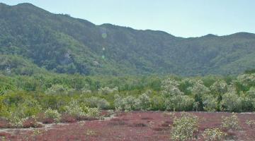 Cape Cleveland, Australia, mangrove