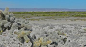 mangrove, Baja California, Mexico