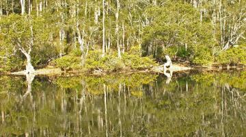 mangroves, New South Wales