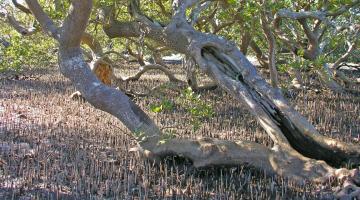 mangrove, Clyde River, NSW