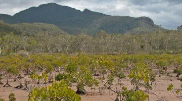 Ceriops, QLD