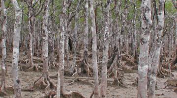 mangrove, Ceriops, Australia