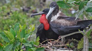 mangrove, frigate birds, Belize