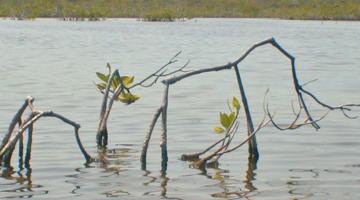 mangrove, dwarf tree, Belize