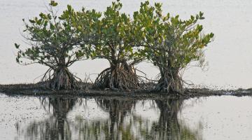 Laguncularia, Florida