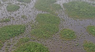 mangrove, Nicaragua