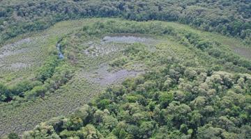 mangrove, Panama, Pelliciera