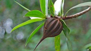 mangrove, Pelliciera, Panama