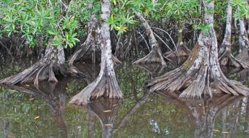 mangrove, Pelliciera, Panama