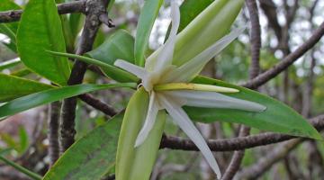 mangrove, Pelliciera, Panama