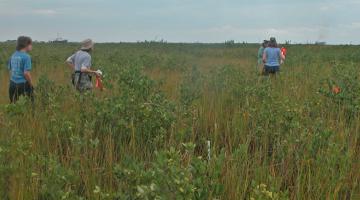 mangrove saltmarsh Louisiana