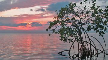 mangrove, Belize