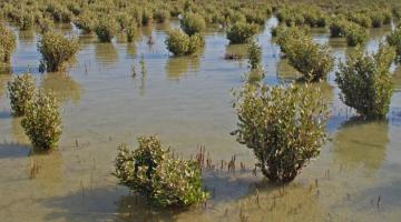 Avicennia, Red Sea, Saudi Arabia