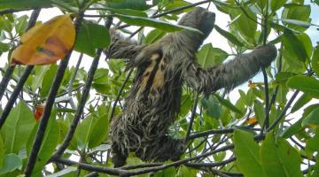 mangrove, sloth, Panama