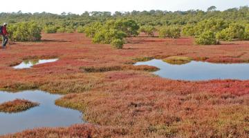 mangrove Tinchi Tamba Wetlands