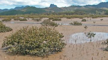 mangrove Whangapoua New Zealand