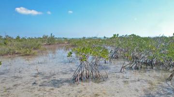 mangrove Zapata Swamp Cuba