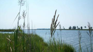 Marsh Vegetation