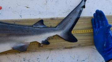 A bull shark is placed over a measuring tape, with only it's tail and the back half of its body visible in the photo