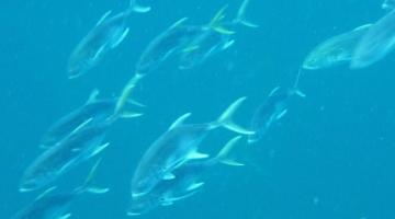 school of jacks, Pacific Panama