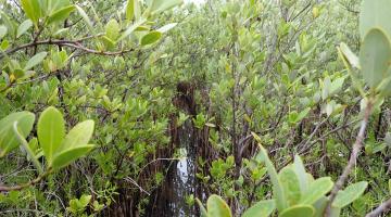 Mangroves, with a focus on their leaves