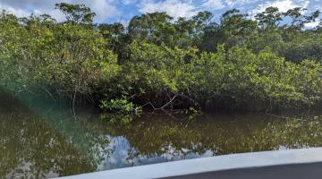 Mangroves on the edge of the water