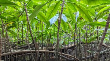 A low shot of mangroves, with the leaves filling the top of the image