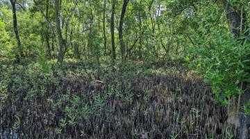 Mangroves of different sizes